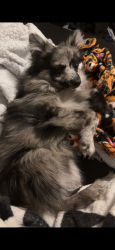 Lost Male Dog last seen Center and 13th st, Deer Park, TX 77536