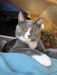 Reunited Male Cat last seen Shoreview & Newbridge Avenue, San Mateo, CA 94401