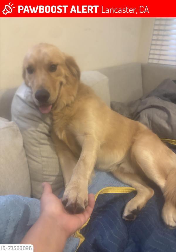 Lost Male Dog last seen Avenue K and fourth Street, Lancaster, CA 93535