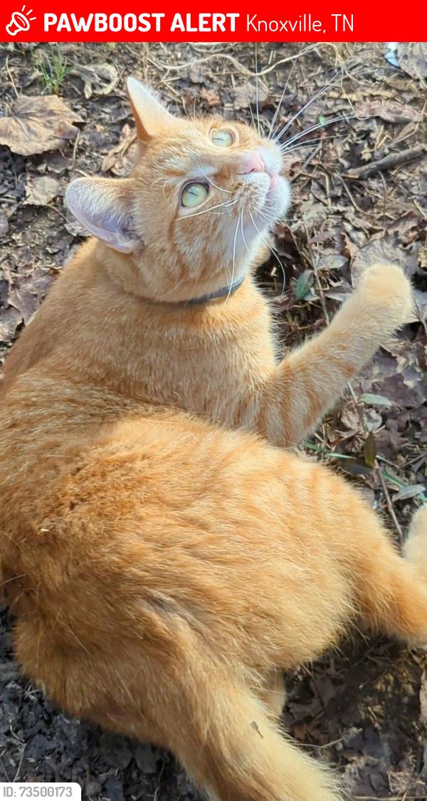 Lost Male Cat last seen Oswald St, near bowling alley on Broadway, Knoxville, TN 37917