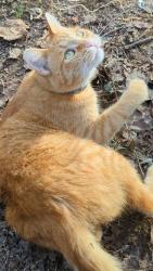 Lost Male Cat last seen Oswald St, near bowling alley on Broadway, Knoxville, TN 37917