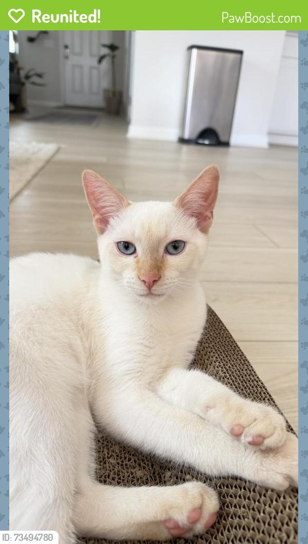 Reunited Male Cat last seen Rustling Grass Trl, Inman, SC, Inman, SC 29349
