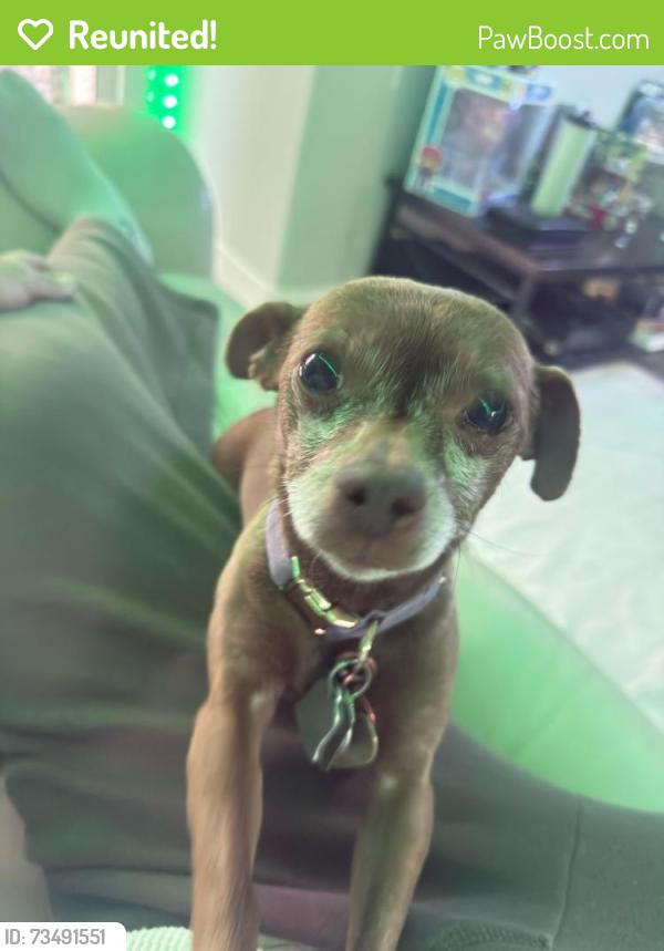 Reunited Female Dog last seen Hualapai Gowan, Las Vegas, NV 89129
