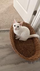 Reunited Male Cat last seen Chantilly, Chantilly, VA 20152