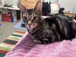 Reunited Male Cat last seen Popular and Vinewood, Wyandotte, MI 48192