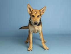 Shelter Stray Female Dog last seen W ENCANTO BLVD & N 91ST AVE, 5501 E Van Buren St, Phoenix, AZ 85008, USA