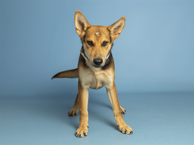 Shelter Stray Female Dog last seen W ENCANTO BLVD & N 91ST AVE, 5501 E Van Buren St, Phoenix, AZ 85008, USA