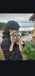 Reunited Unknown Cat last seen Burna Mesa and Mesa Grande, Calimesa, CA 92320