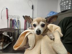 Shelter Stray Female Dog last seen , 4000 N Silverbell Rd, Tucson, AZ 85745, USA