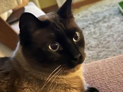 Lost Male Cat last seen Near Hyvee, Savage, MN 55378