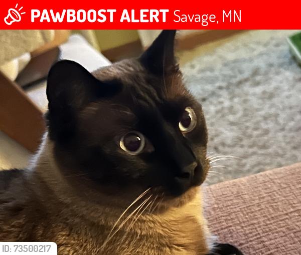 Lost Male Cat last seen Near Hyvee, Savage, MN 55378