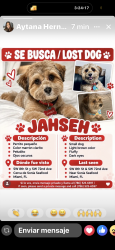 Lost Male Dog last seen En Sonia seafood Miami calle 8 sw, Miami, FL 33144