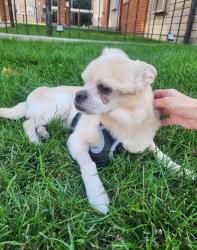 Reunited Male Dog last seen N Western and W Balmoral, Chicago, IL 60625