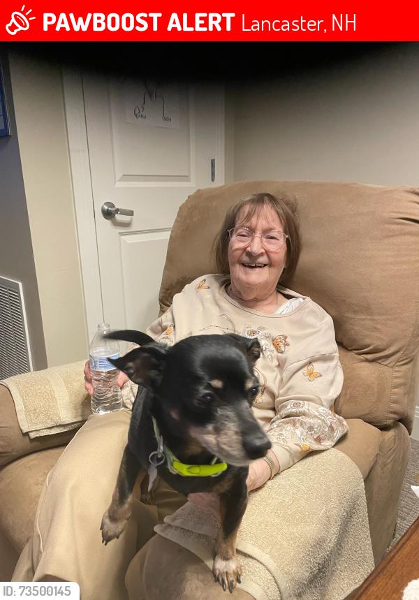Lost Male Dog last seen Near Car mishap involving Red SUV/Station Wagon, Lancaster, NH 03584