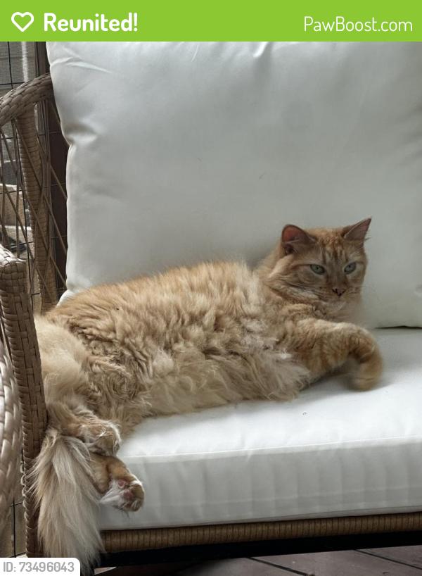 Reunited Male Cat last seen Davis Lake Neighborhood, Charlotte, NC 28269