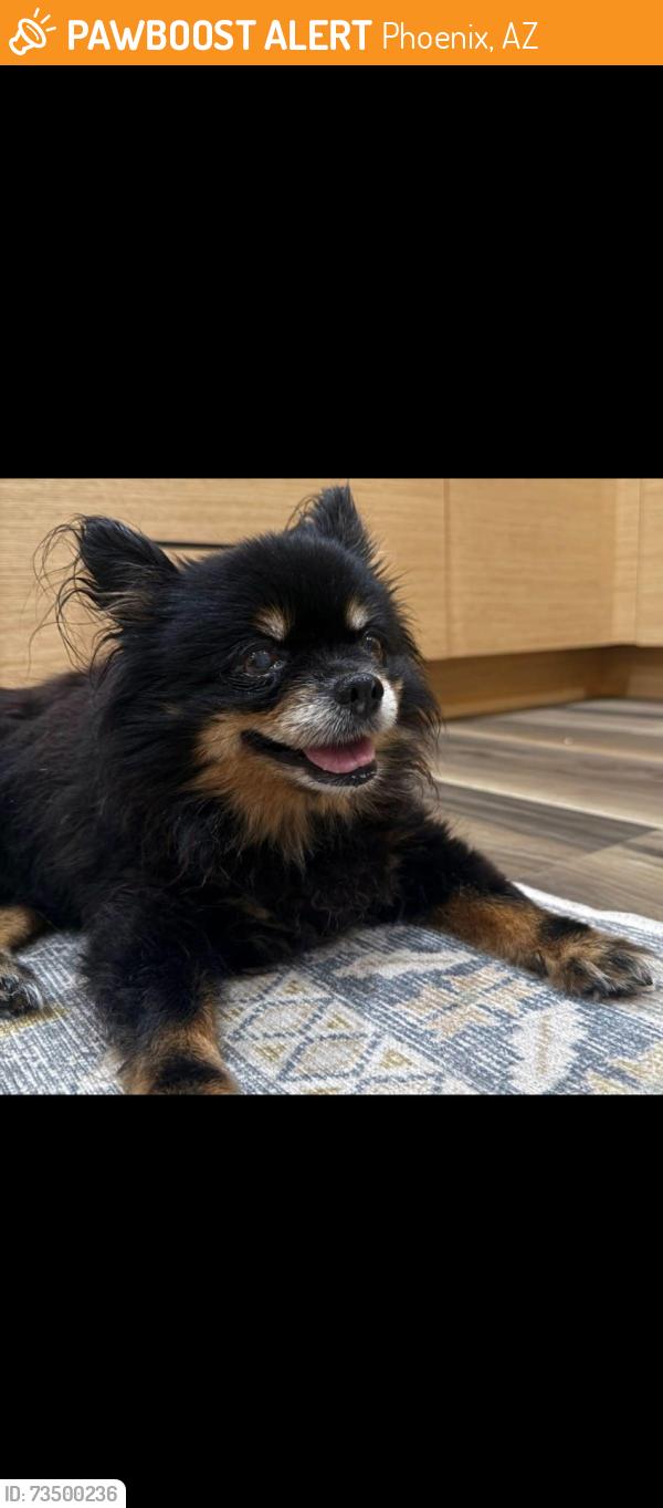 Found/Stray Male Dog last seen 7th and central Ave, Phoenix, AZ 85028