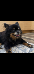 Found/Stray Male Dog last seen 7th and central Ave, Phoenix, AZ 85028