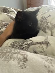 Lost Female Cat last seen 6th hole somerset golf course, Troy, MI 48084