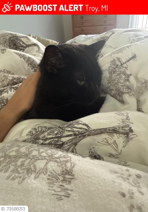 Lost Female Cat last seen 6th hole somerset golf course, Troy, MI 48084