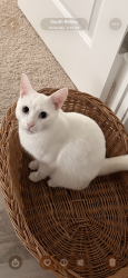 Reunited Male Cat last seen Near Stribling orchard ct, Chantilly, VA 20152
