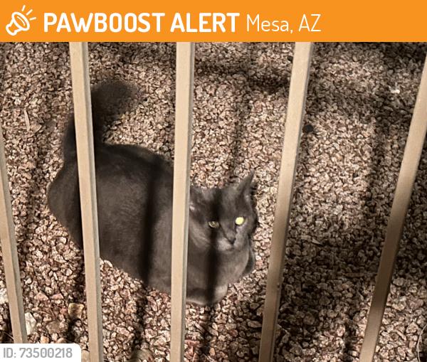 Found/Stray Unknown Cat last seen Stapley & June Street, Mesa, AZ 85203