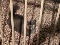 Found/Stray Unknown Cat last seen Stapley & June Street, Mesa, AZ 85203