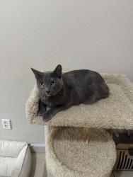 Lost Female Cat last seen Hiland Park Baptist Church, Popeyes 231, Panama City, FL 32405