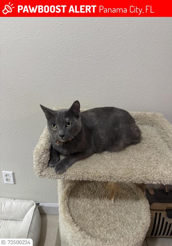 Lost Female Cat last seen Hiland Park Baptist Church, Popeyes 231, Panama City, FL 32405