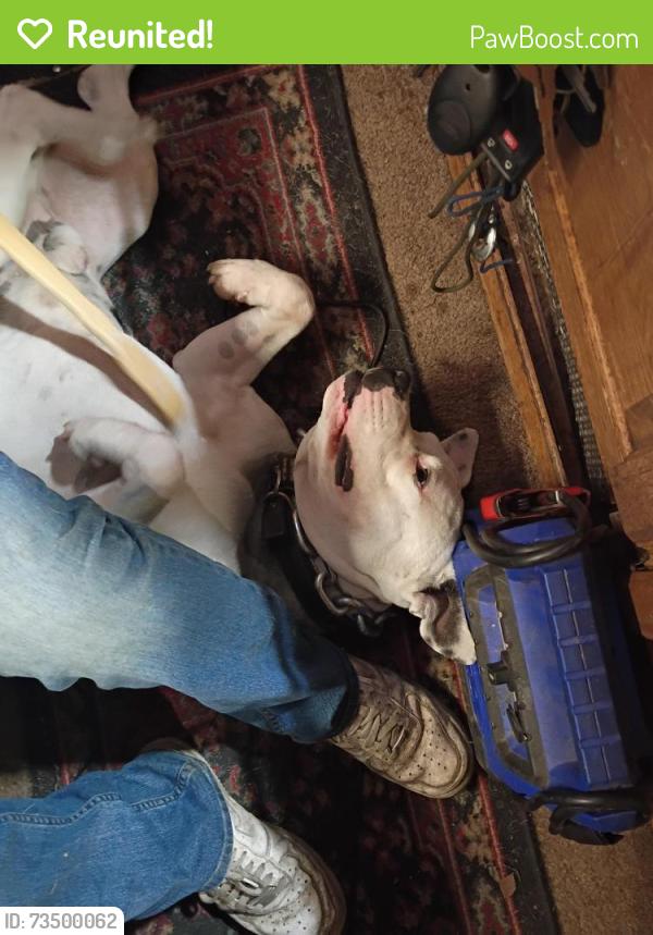 Reunited Male Dog last seen Artic and tudor, Anchorage, AK 99501