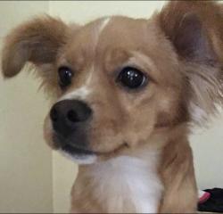 Reunited Male Dog last seen 89th and Main St, Kansas City, MO 64114