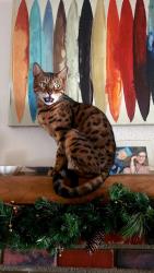 Lost Male Cat last seen Newport and Murrieta, Menifee, CA 92586
