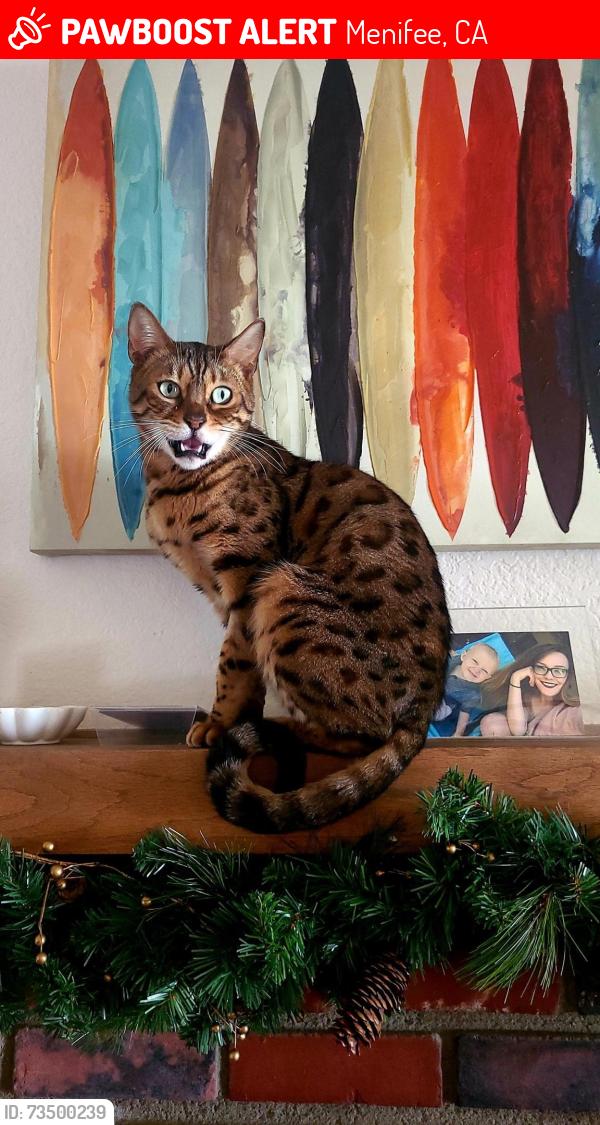 Lost Male Cat last seen Newport and Murrieta, Menifee, CA 92586