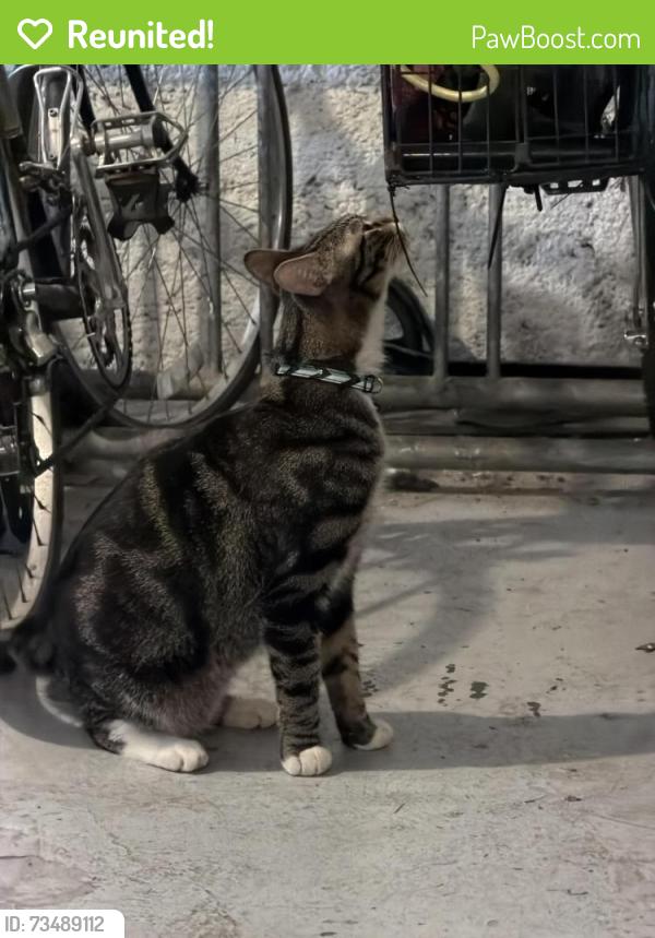 Reunited Unknown Cat last seen Farwell and Wayne, Chicago, IL 60626