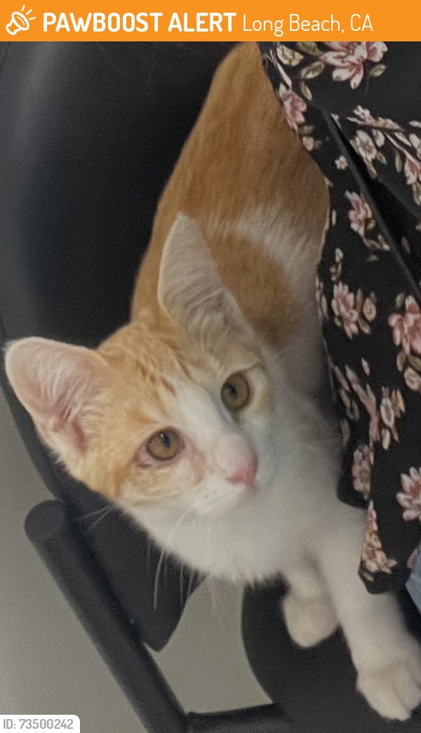 Found/Stray Female Cat last seen Eastondale & 70th, Long Beach, CA 90831