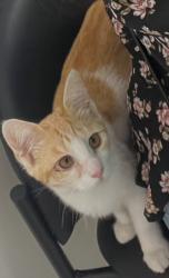 Found/Stray Female Cat last seen Eastondale & 70th, Long Beach, CA 90831