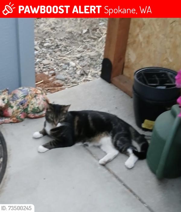 Lost Female Cat last seen Rich avenue across from Esmerelda Golf Course, Spokane, WA 99217