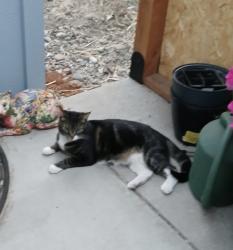 Lost Female Cat last seen Rich avenue across from Esmerelda Golf Course, Spokane, WA 99217