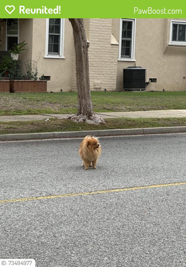 Reunited Unknown Dog last seen E Chestnut Ave & Walnut St in San Gabriel, San Gabriel, CA 91776