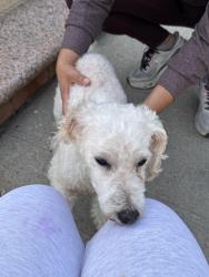 Found/Stray Male Dog last seen 107-25 wren pl, Queens, NY 11433