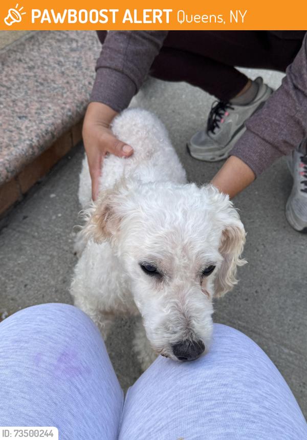 Found/Stray Male Dog last seen 107-25 wren pl, Queens, NY 11433