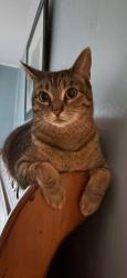 Reunited Female Cat last seen Sanders Rd & Oak Ave, Northfield Township, IL 60062