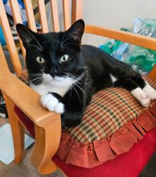 Lost Male Cat last seen Selinsky Rd, Houston, TX 77048