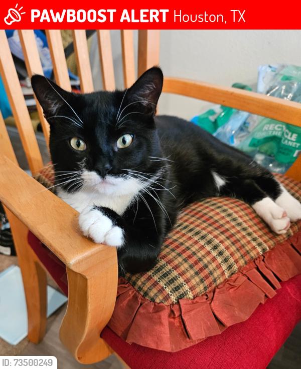 Lost Male Cat last seen Selinsky Rd, Houston, TX 77048