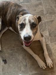 Lost Female Dog last seen E 9th Street/Alder Street, Chico, Chico, CA 95928