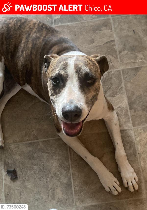 Lost Female Dog last seen E 9th Street/Alder Street, Chico, Chico, CA 95928
