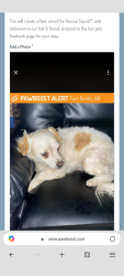 Found/Stray Male Dog last seen Albert pike, north O, Fort Smith, AR 72901