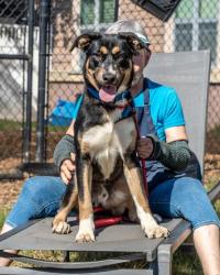 Shelter Stray Male Dog last seen Near Conley Rd, Conley, GA 30288, 30288, GA, 3280 Chamblee Dunwoody Rd, Chamblee, GA 30341, USA