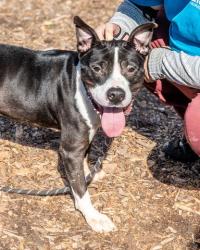 Shelter Stray Male Dog last seen Near Lawrenceville Hwy Decatur, GA 30033, 30033, GA, 3280 Chamblee Dunwoody Rd, Chamblee, GA 30341, USA