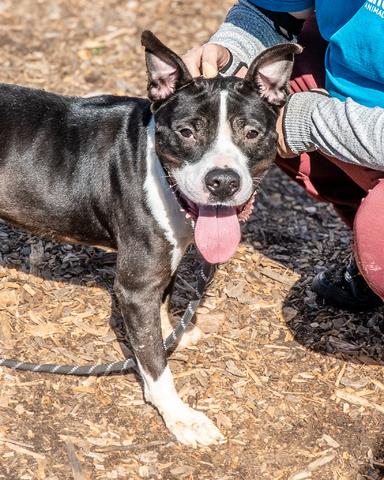 Shelter Stray Male Dog last seen Near Lawrenceville Hwy Decatur, GA 30033, 30033, GA, 3280 Chamblee Dunwoody Rd, Chamblee, GA 30341, USA