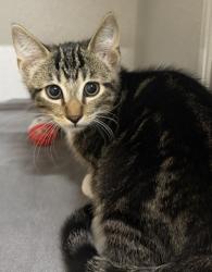 Shelter Stray Male Cat last seen Near Florin Perkins Rd, City of Sacramento, CA, 6201 Florin Perkins Rd, Sacramento, CA 95828, USA